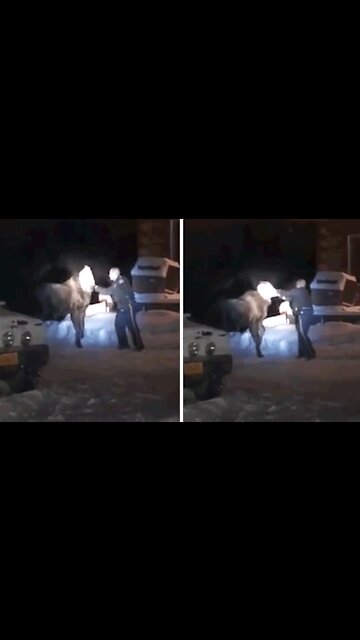 Troopers remove bag from distressed moose's head