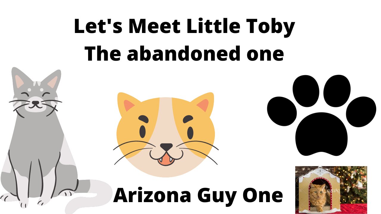 Lets meet Toby The abandoned kitten