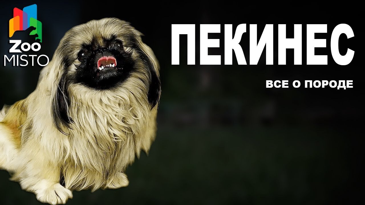 📹 Pekingese - All about the dog breed | Dog breed - Pekingese