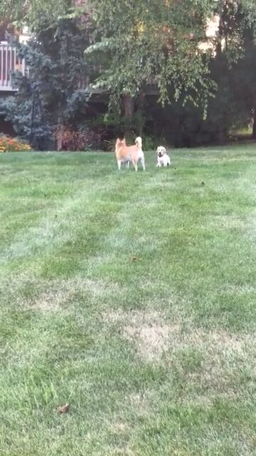 Doge Shiba meets yellow lab