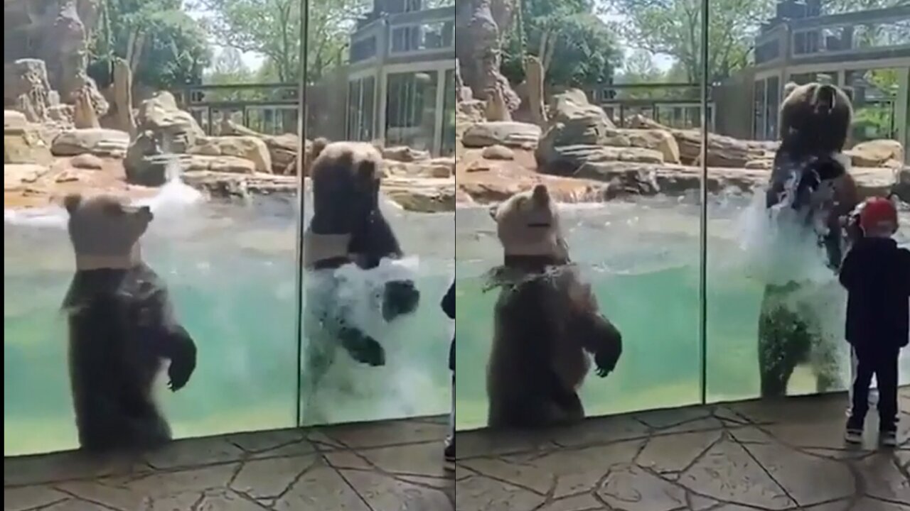 Bears making waves