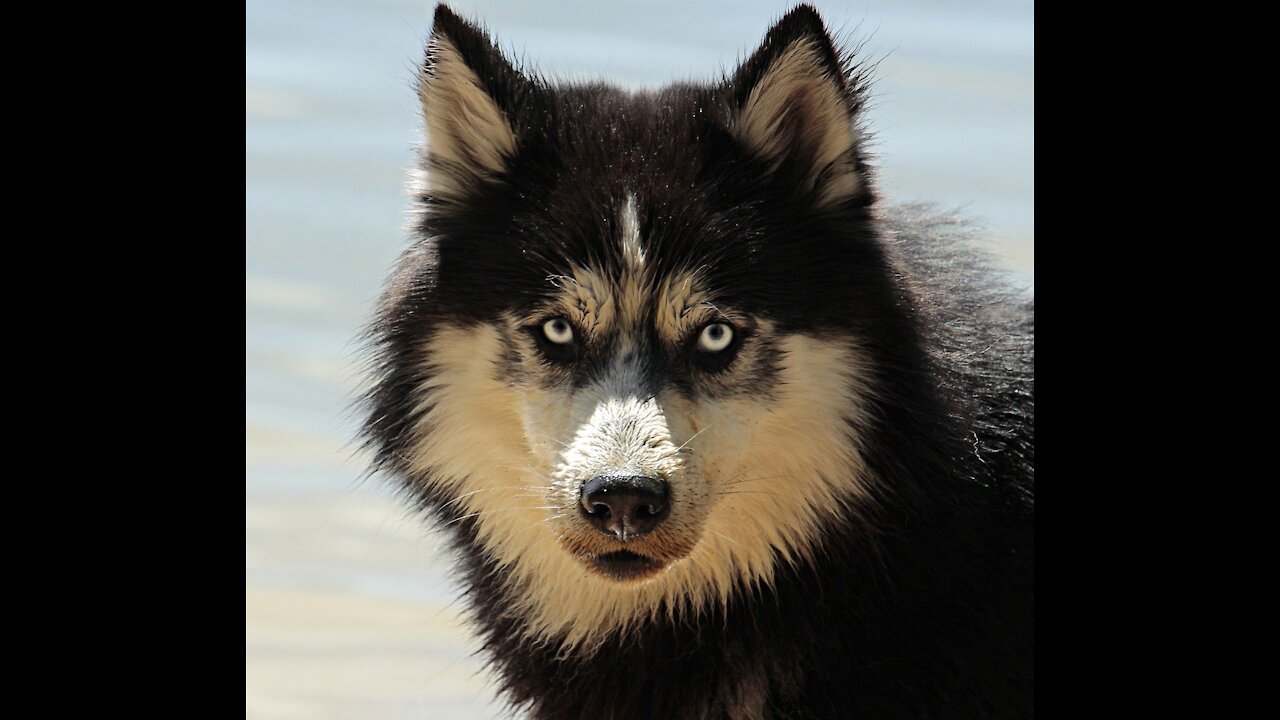 Funny And Cute Husky Does Everything She Can