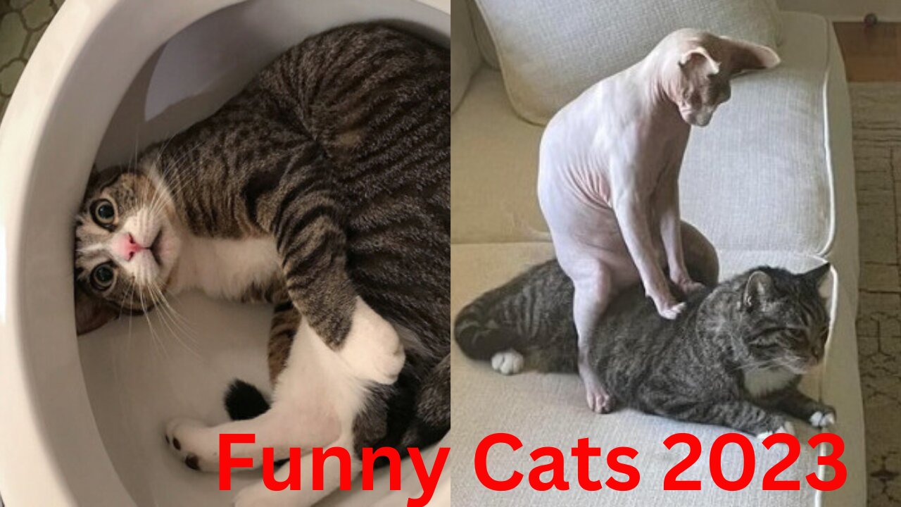 Best Funny Cates 2023 Videos