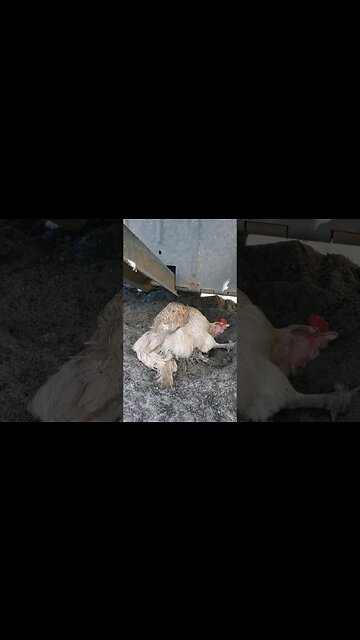 Some Dustbathing #chickens #chickenshorts