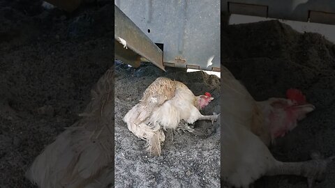 Some Dustbathing #chickens #chickenshorts