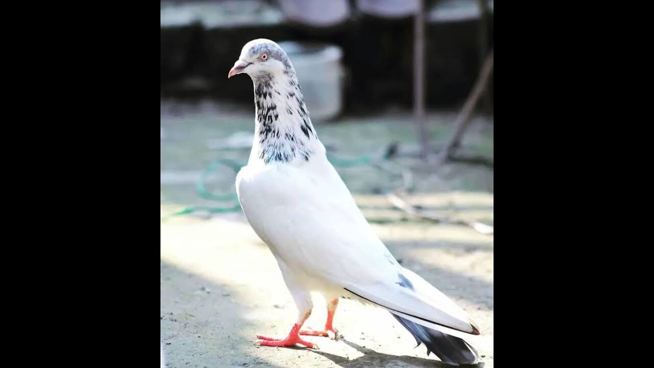 Piegon feed on my hand