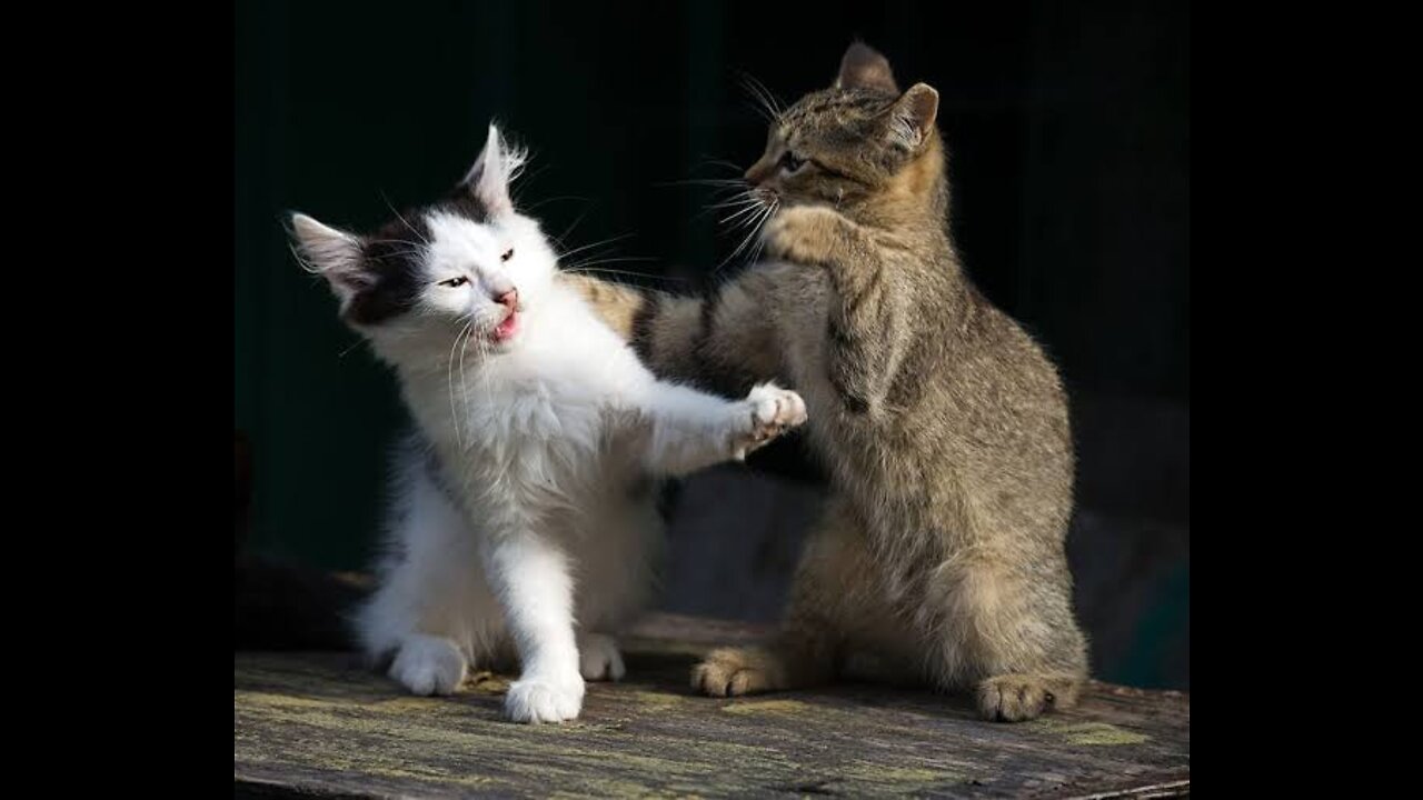 Cats fighting must watch very funny