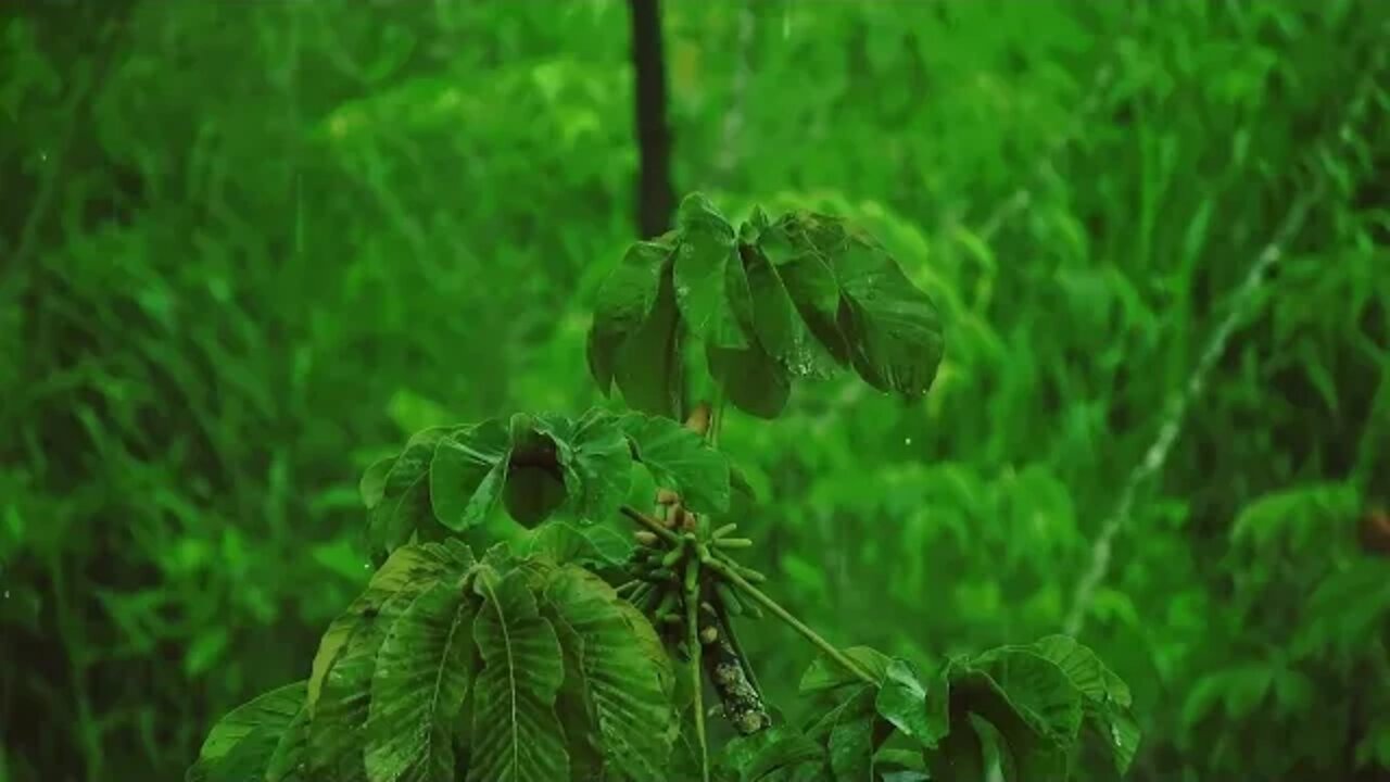 hujan di luar ruangan, suara tidur hujan