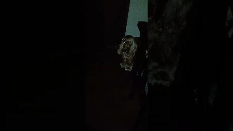 #dogshow , #animals , #dogs , #shorts (4)