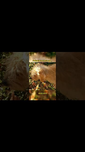 Mediodía en el Bulevar con los "bichitos" #tacuarembó #uruguay (09/05/2023)