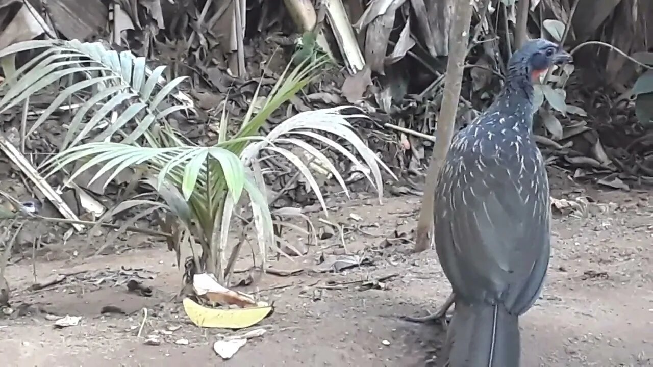 JACU NO PAÍS TROPICAL