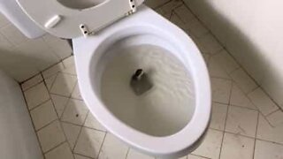 This guy found a snake in his toilet!