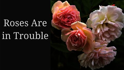 Roses are in Trouble