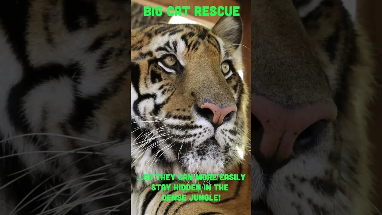 BIG CAT FACTS #7~ Tiger Stripe Facts #tiger #bigcatrescue #bigcats #cats #reels #shorts #video