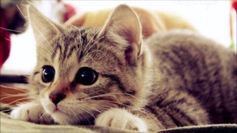 Cute and playful cats, you will fall in love.