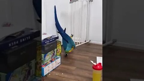 Sneaky bird! 🦜