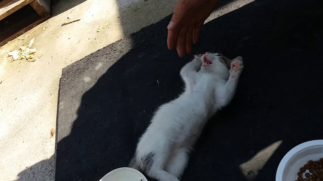 Tickling a cat(44day old cat - part8)