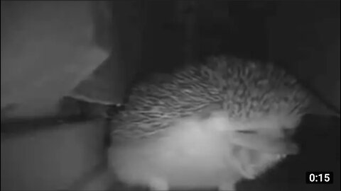 The hedgehog sneezed