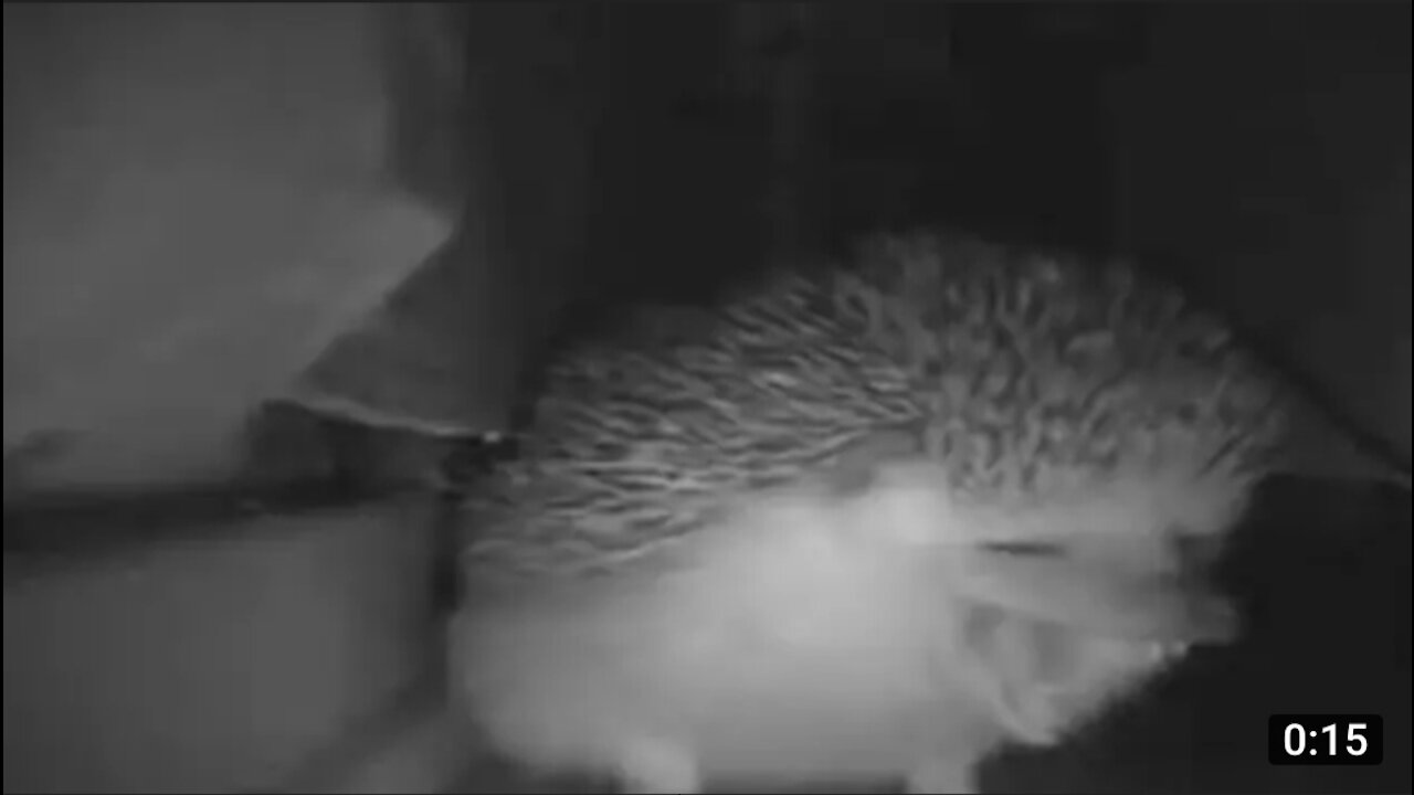 The hedgehog sneezed