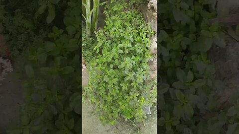 beautiful tulsi plant #plants #tulsi