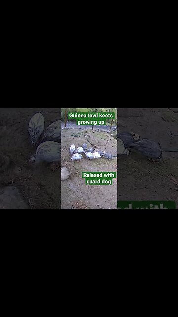 Farm cameras monitoring farm birds