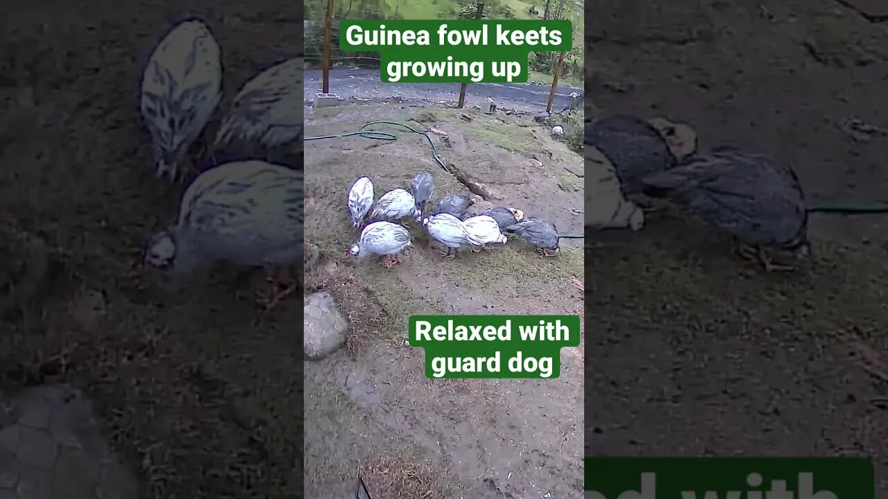 Farm cameras monitoring farm birds