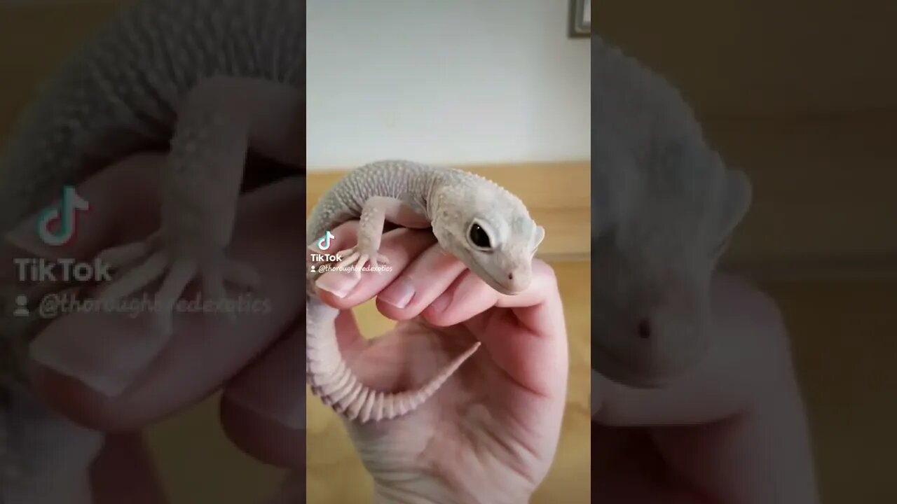 Casper is a moody little gecko
