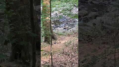 Ravens On The Ground