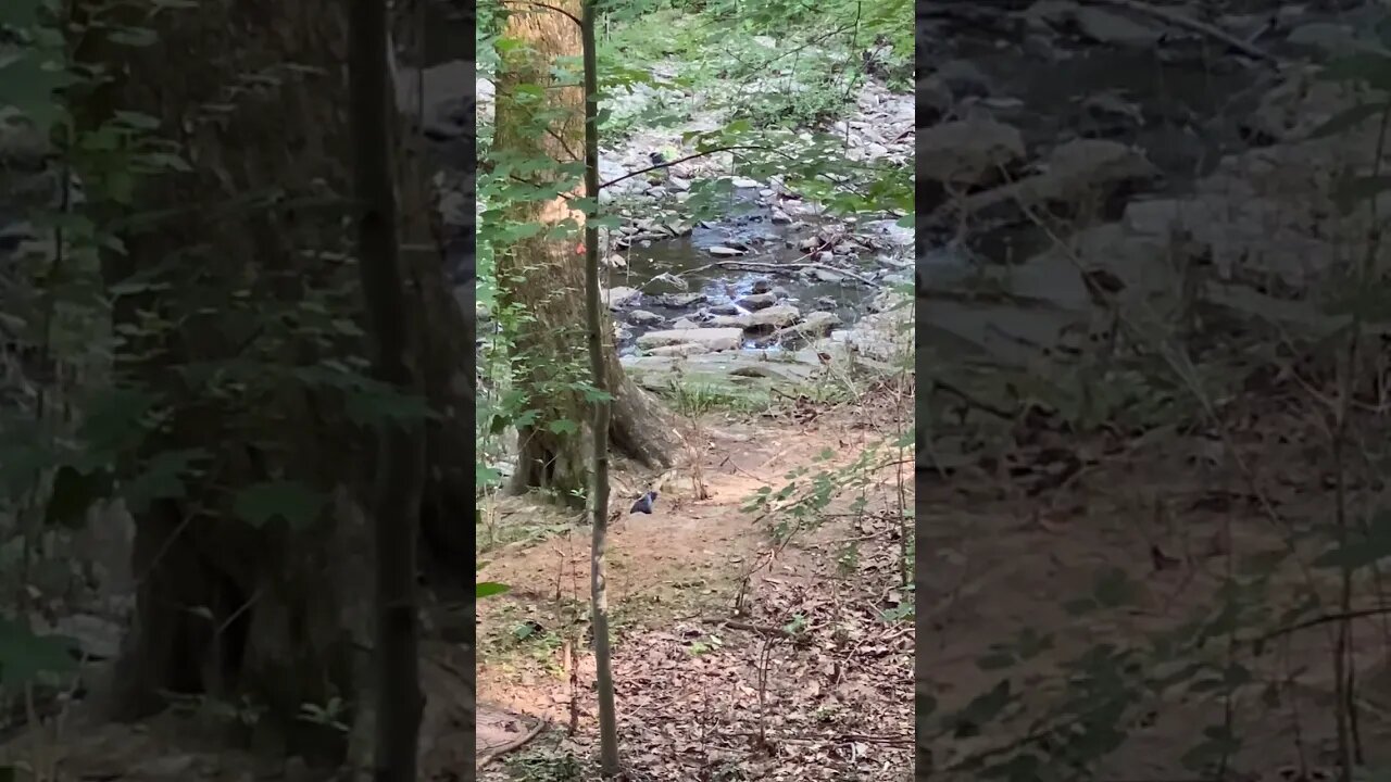 Ravens On The Ground