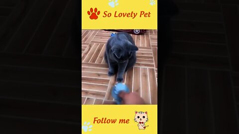 FUNNY AND CUTE ANIMALS 🐈😼🐱🐕