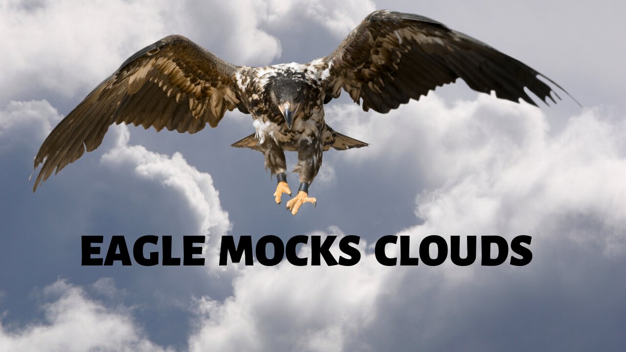 Eagle Uses a Unique Method To Avoid Rain by Flying Above the Clouds