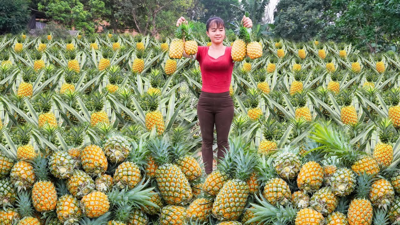 Harvesting Pineapple Goes To Market Sell - Repair The Rotten Bathroom | Phương Free Bushcraft