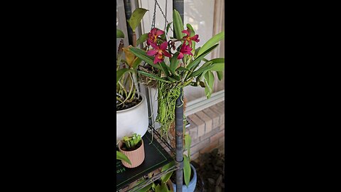 Little Mini Cattleya on a Stick