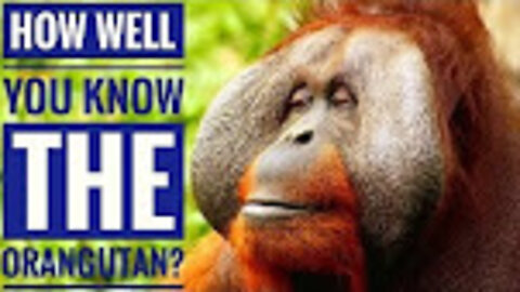Orangutan || Description, Characteristics and Facts!