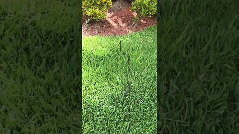 There’s a ￼Snake ￼#shorts #viral #snake