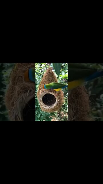 Beautiful Birds Nest #Shorts #ytshorts #UbertainmentFun #Dogs #Animals #Fun