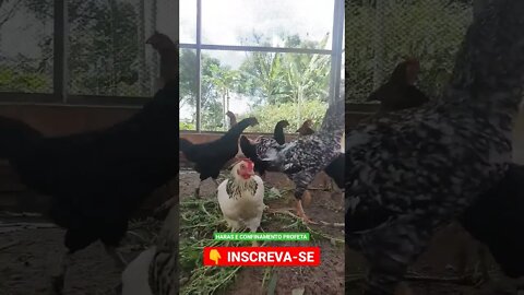 galinha caipira 🐔🐓 #shorts #agro #roça #animals #bicho #agropecuaria #galo #galinha #galinheiro #boi