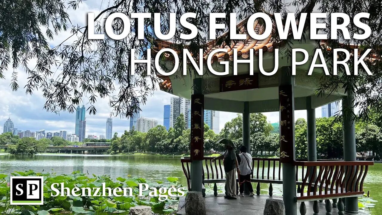 Beautiful Lotus Flowers and White Egrets in Honghu Park