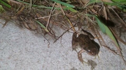 Little brown frog in October got lucky dogs listen to my no Patterdale Terriers Black Fell. kikkers