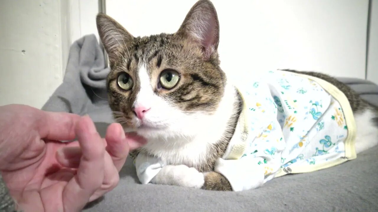 Cat Nose Boop