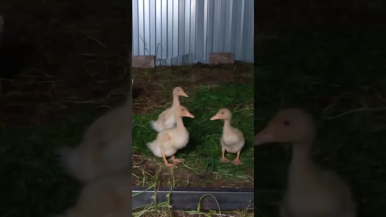 My Ducklings Refused to Eat Chicken Feeds 🤔😮|#farming #food #duck #duckling #like #agriculture #feed