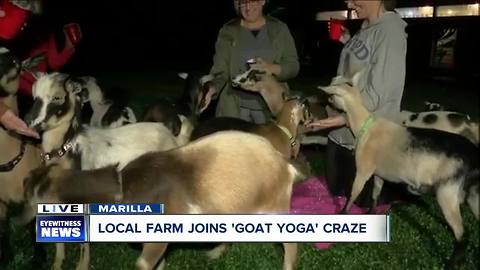 "Do yoga while goats annoy you" says Marilla farm owner