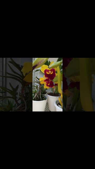 🫣😍Peek-a-Boo!! 🫣😍 #ninjaorchids #shorts