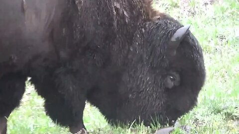 Buffalo with steam coming off of him!