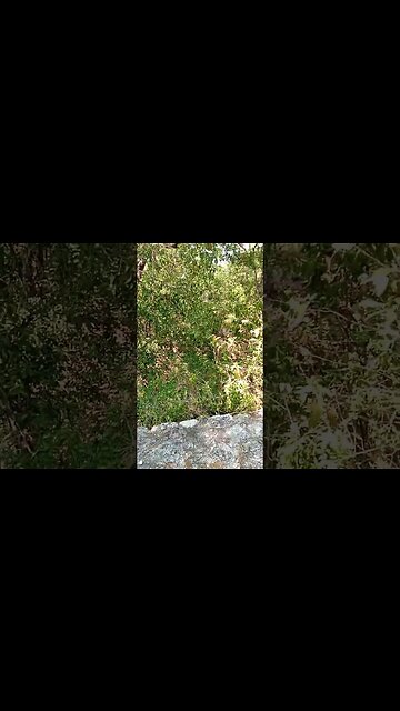 Was this area cleared or is something under the soil