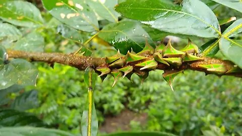 inseto espinho (Umbonia spinosa) natureza estra mais um visitando o horto Meireles