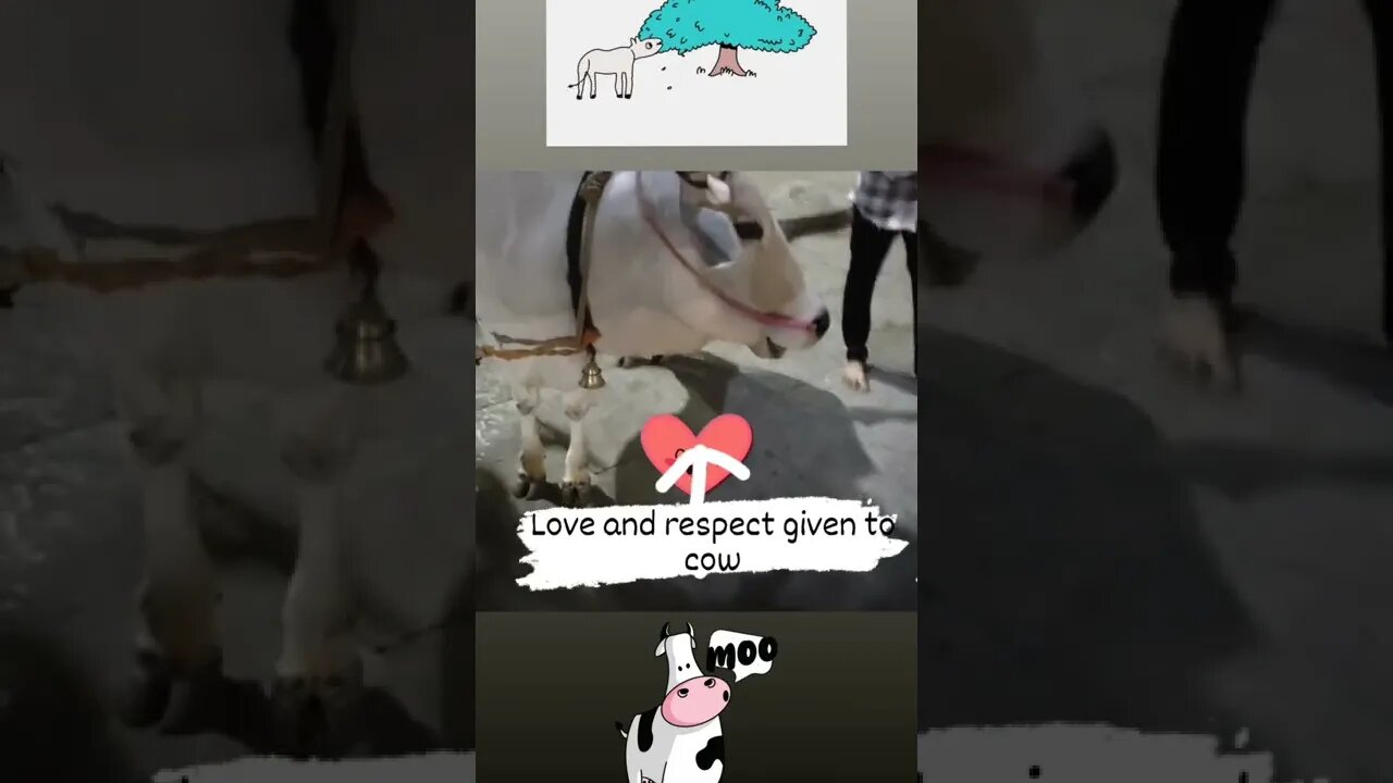 Love ❤️ and respect given to 🐄 cow, #Shorts, #Cow, #Gowmatha, #animal,#animalloverworld ,#viral