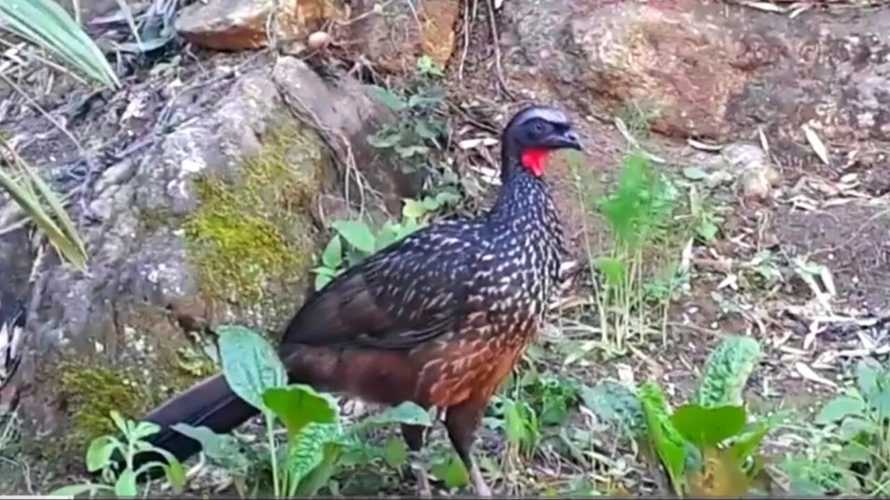 Jacu na terra em busca de alimentos Jacuaçu jacuguaçu, guans