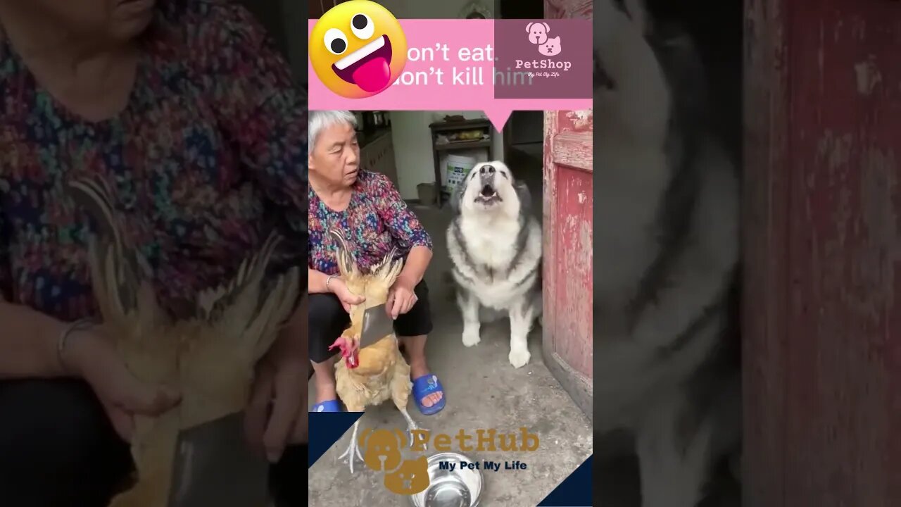 Funny Pet Videos | #funnyvideos #pets #pet #doglover #petlover #catlover | #shorts