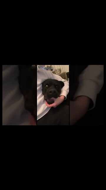 Rottweiler is the most dangerous animal